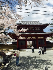 蓼科山聖光寺　桜