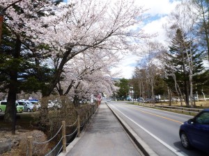 蓼科山聖光寺　桜