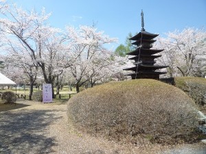 蓼科山聖光寺　桜