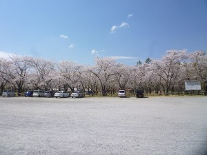 蓼科山聖光寺　桜