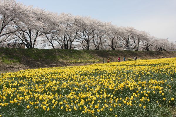 kamikawa sakura suisen