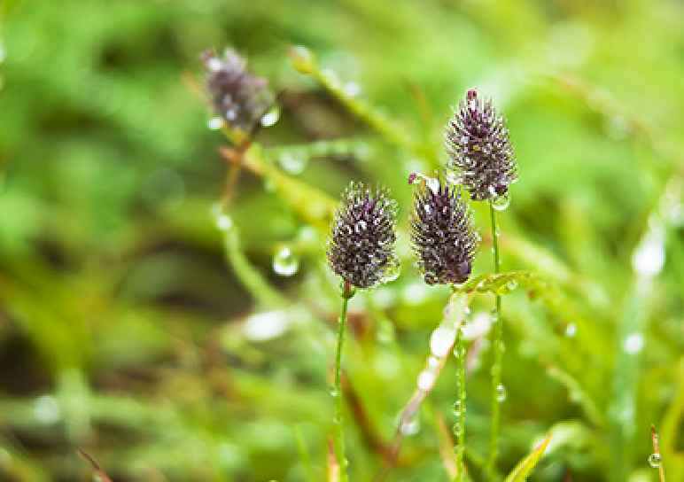 穀雨