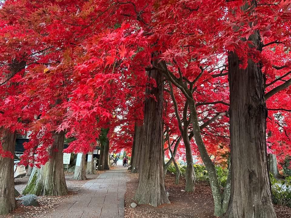今が見頃 第8回 お殿様が愛した 諏訪紅葉三山めぐり〜 – 神秘なる諏訪